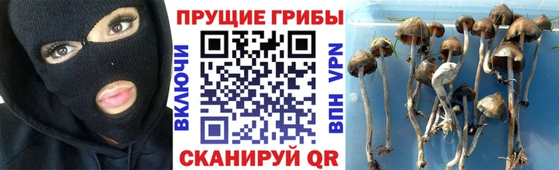 kraken зеркало  Пущино  Галлюциногенные грибы мухоморы  цена наркотик 